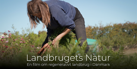 Ny film om regenerativt landbrug