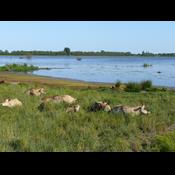 Egå Engsø – fuglemekka & vandrensningsanlæg