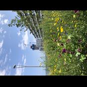 Biodiversitet og bæredygtighed i betonjunglen