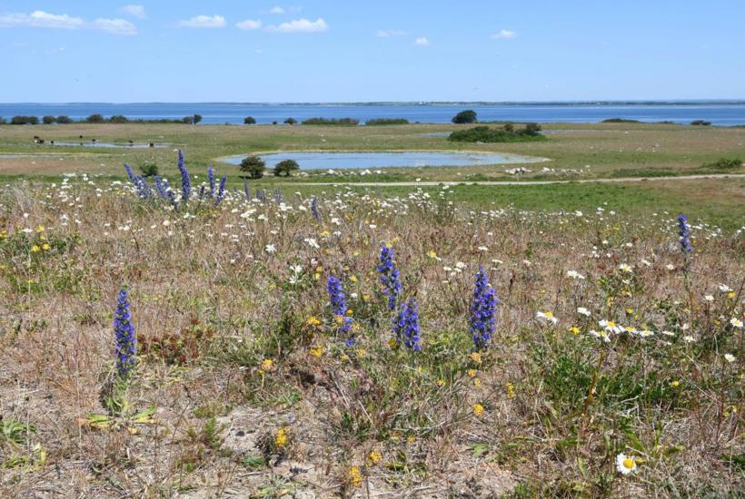 DN: Naturen skal have førsteret i kommende signaturprojekter