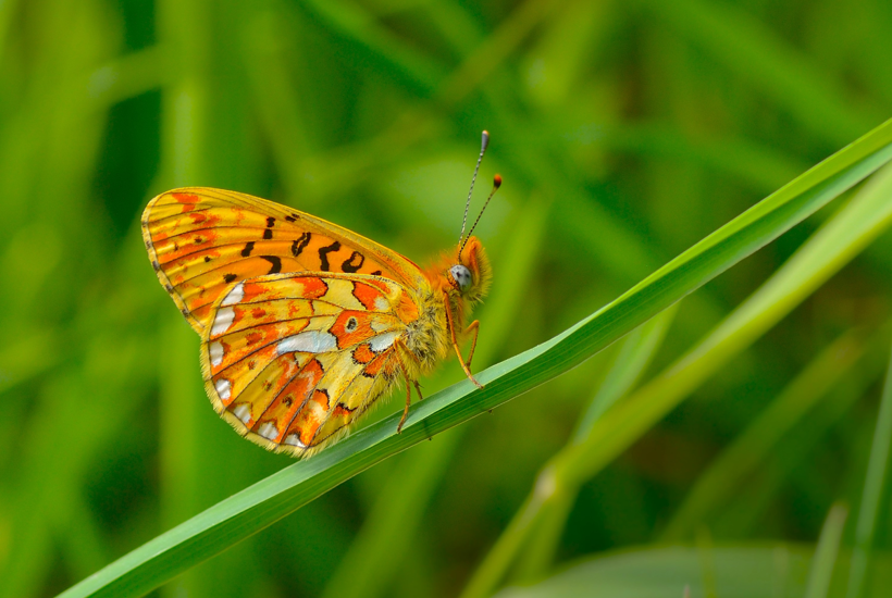DN-afdelinger har en vigtig rolle i realiseringen af omlægningsplanerne 