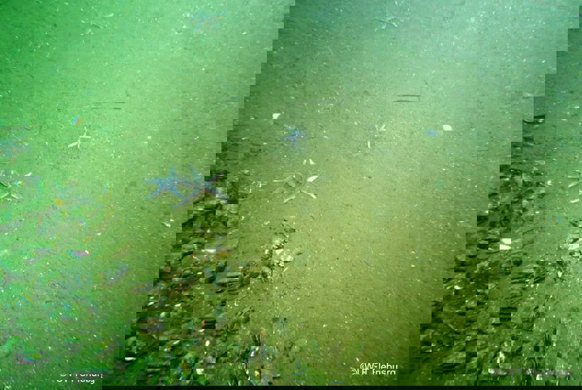 DN-frivillige skaber resultater: Danmark og Tyskland rykker sammen for at redde Flensborg Fjord 