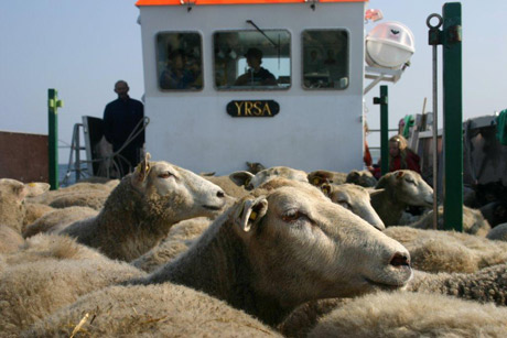 Ø-lam på vej til holme i det Sydfynske øhav