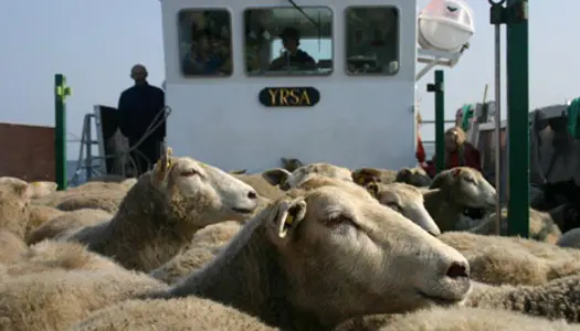 Ø-lam på vej til holme i det Sydfynske øhav